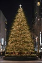 Christmas tree in Tokyo with beautiful night light