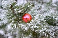 Christmas tree toy on a natural branch with pine tree needles on the snow background in forest. Royalty Free Stock Photo