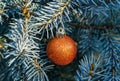 Christmas tree toy red ball hanging on Silver blue spruce Picea pungens Hoopsii Royalty Free Stock Photo