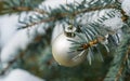 Christmas tree toy silver ball hanging under the snow on fir branch. Real winter in the garden. Nature concept for Christmas and N