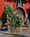 Christmas tree and tree wrapping machine Royalty Free Stock Photo