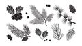 Christmas tree vector branches, fir and pine cones, holly berry, evergreen set, holiday decoration, black winter leaf and twig. Royalty Free Stock Photo