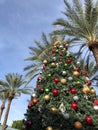 Christmas tree in warm weather climate Arizona