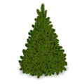 Christmas tree on white background