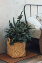 Christmas tree in a wicker basket by the bed. Minimalistic Scandinavian decor