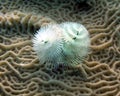 Christmas Tree Worm