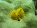 Christmas tree worm Royalty Free Stock Photo