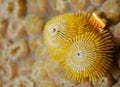 Christmas Tree Worm Royalty Free Stock Photo