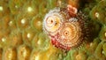 Christmas Tree Worm Royalty Free Stock Photo