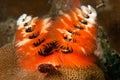 Christmas tree worm