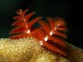 Christmas tree worm