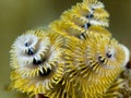 Christmas Tree Worm Royalty Free Stock Photo