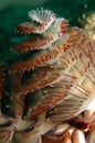Christmas Tree Worm Royalty Free Stock Photo