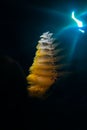 Christmas Tree worm with blue water and the Sun on the background Royalty Free Stock Photo