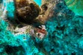 Christmas Tree Worm with a camouflaged frog fish in the background Royalty Free Stock Photo