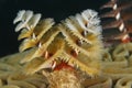 Christmas Tree Worm