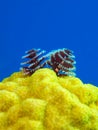 Christmas Tree Worm with copy space Royalty Free Stock Photo