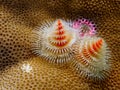 Christmas tree worm on a coral reef