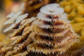 Christmas Tree Worm on Coral Reef Royalty Free Stock Photo