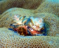 Christmas tree worm in cream and blue shade Royalty Free Stock Photo