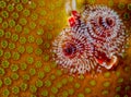 Christmas Tree Worm on Coral Royalty Free Stock Photo