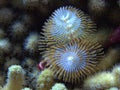 Christmas Tree Worm Royalty Free Stock Photo