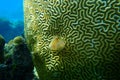 Christmas tree worm or spiral-gilled tubeworm Spirobranchus giganteus and Symmetrical brian coral Pseudodiploria strigosa