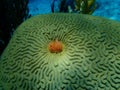 Christmas tree worm or spiral-gilled tubeworm Spirobranchus giganteus and Symmetrical brian coral Pseudodiploria strigosa