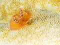 Christmas tree worm, Spirobranchus giganteus on bleached coral. Bonaire, Caribbean Diving holiday