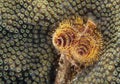 Christmas Tree Worm & Star Coral Royalty Free Stock Photo