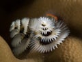 Christmas tree worm Royalty Free Stock Photo