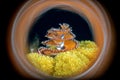 Christmas Tree Worm on a yellow coral enclosed in a colorful ring