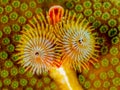 Christmas Tree Worm on Coral Royalty Free Stock Photo
