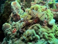 Christmas tree worms