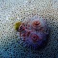 Christmas tree worms Royalty Free Stock Photo