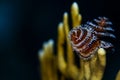 Christmas Tree Worms