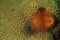 Christmas Tree Worms