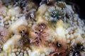 Christmas Tree Worms and Coral Royalty Free Stock Photo