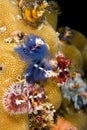 Christmas tree worms (Spirobranchus)