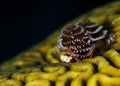 Christmas Tree Worms