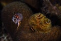 Christmas Tree Worms