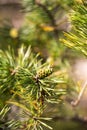 Christmas tree with a young pine cone in the forest, vertical format, blurred Royalty Free Stock Photo