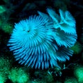 Christmas treee worm in Bonaire Royalty Free Stock Photo