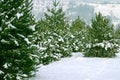 Christmas Trees 1 Royalty Free Stock Photo