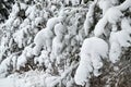 LChristmas trees are beautifully snowy snow