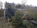 Christmas trees collected in back garden to collect money per christmas tree