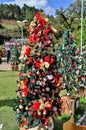 Christmas trees decorated with red and gold bows and balls in the Pinho Bravo square Royalty Free Stock Photo