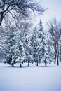 Christmas trees in the evening winter park