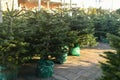 Christmas trees in a green pots for sale on a shop