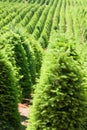 Christmas trees growing on a farm in cetral Oregon ready for the festive season